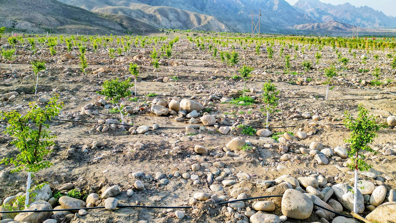 【寧夏日報(bào)】石嘴山市：改革破題探路 山林添綠增金